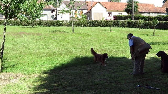 Oeuf-en-Ternois : démonstration de chiens d'arrêt