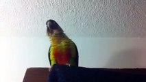 Baby, my yellow sided green cheek conure talking in the shower