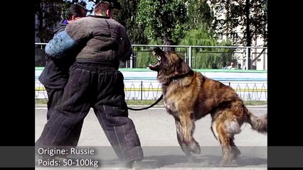 TOP 10 MEILLEURS CHIENS DE GARDE