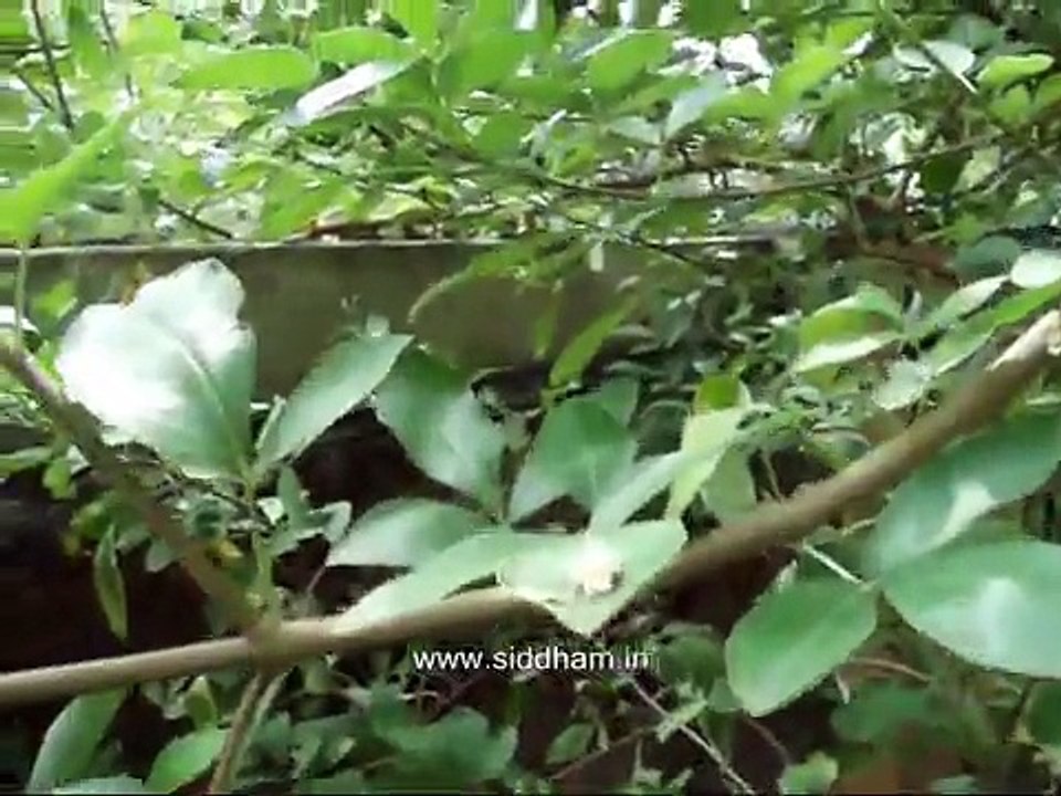 Herbal Medicine - Vitex negundo - Natural Remedy for Arthritis