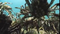 Kingdom of the Oceans : Spider Crab