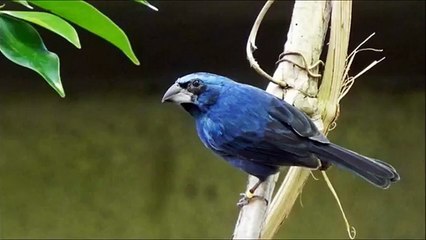 CANTO DO AZULÃO | Ultramarine Grosbeak SINGING || ÁUDIO