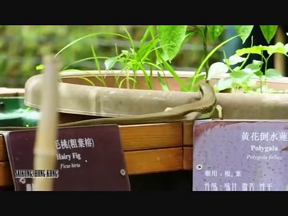 J Dilla - Mandarin Tea (Instrumental)