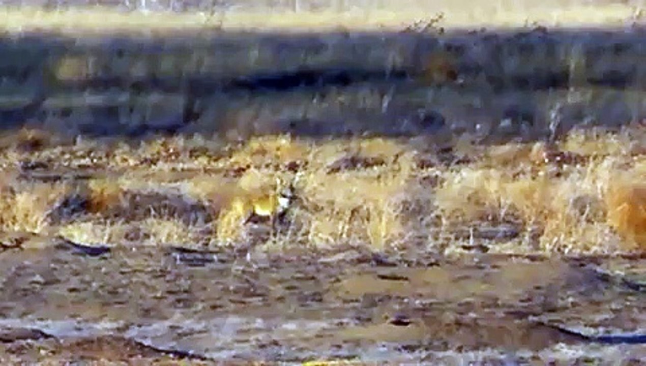 Coyote vs Prairie Dog