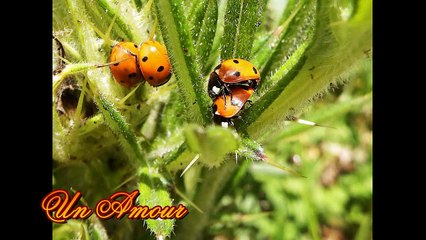 Un Amour de Coccinelles