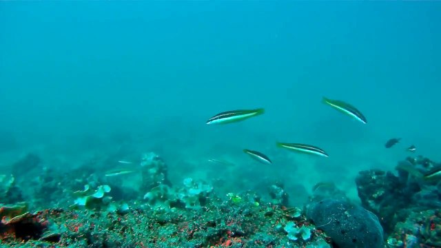 Pesca sub: Cattura orata 3kg [HD]