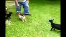 Best GOATS VINES Compilation   March 2015   Funny Animal Vines