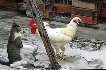 Pelea Gato vs Gallo