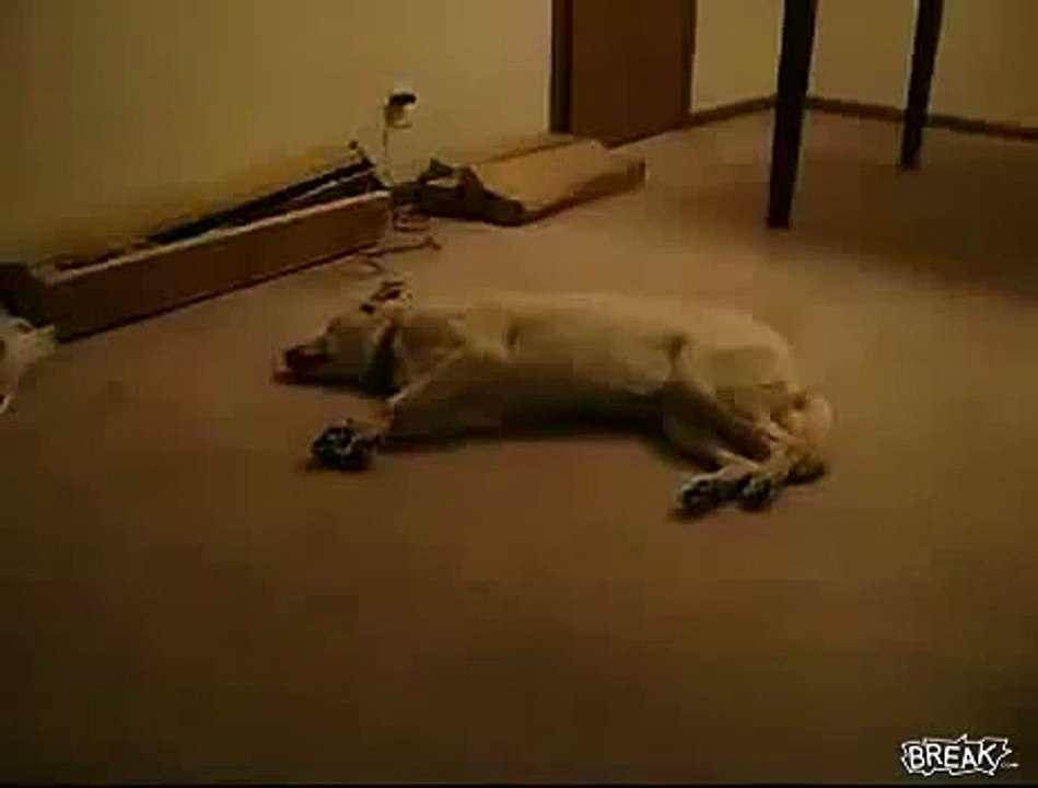 Bizkit the sleep walking Barking Running Dog Funny Clip