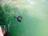 Santa Monica Pier Seal eating fish