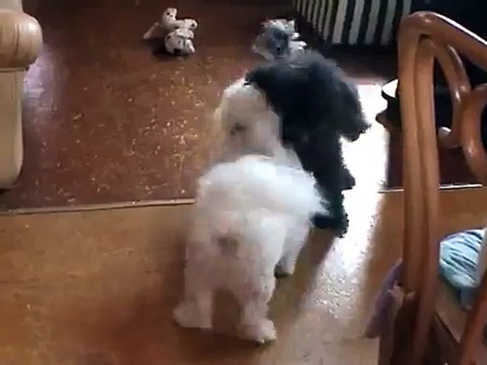 Doggy Rock 'N Roll !!