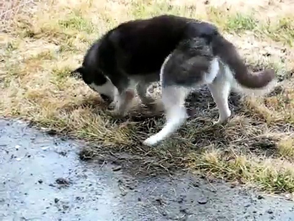 Siberian Husky Digging