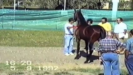 IL CAVALLO PIU' BELLO DEL MONDO Maestoso.