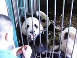 Hand feeding Giant Panda honey bun蜜糖窩窩頭