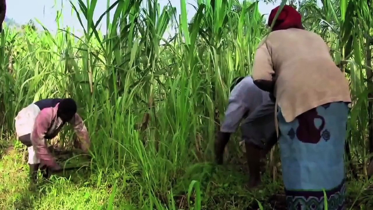 New Hybrid Chicken Is Introduced in Uganda