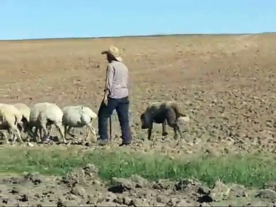 working kangal dogs