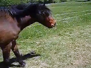 Sneezing Horse / Niesendes Pferd