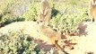 192 meerkat meerkats suricate suricates conservation oudtshoorn western cape south africa