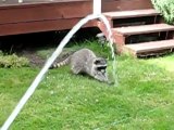 Raccoon Vs. Garden Hose
