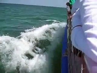 Dolphins Chasing our Boat off Clearwater, FL