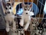 husky pups at 7 weeks, being noisy!