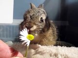 Baby wild bunny eats a daisy, Animal Advocates, Mary Cummins