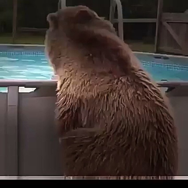 Bear Taking A Dip In A Pool.