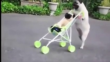 Köpeğe çocuk bakımı öğretiyorlar