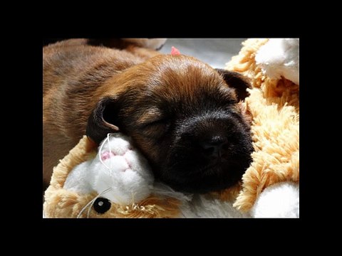 Diapo du 25 ème au 28 ème jour BB Gaïa