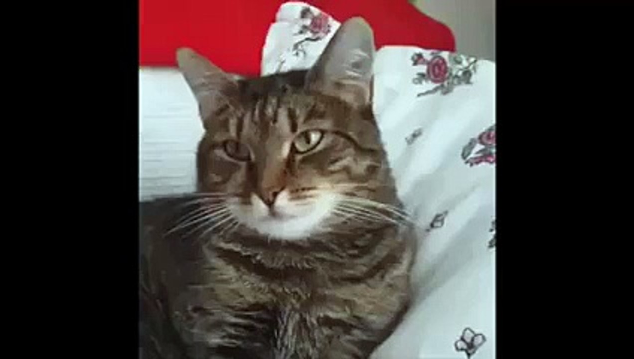 Flower Causes Cat Malfunction