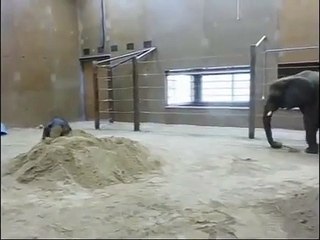 Toledo Zoo elephants Play in Sand