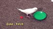 Duke Budgie - Plays Fetch, Parakeet Demonstrates Retrieve Trick
