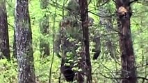 REAL BIGFOOT SIGHTINGS / EVIDENCE caught on camera! (Ultimate Bigfoot Compilation Video 20