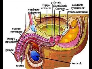 MEIOSIS PARA UN APRENDIZAJE DIDÁCTICO.wmv