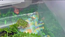 Difference Between Pacman Frogs & Fantasy Frogs
