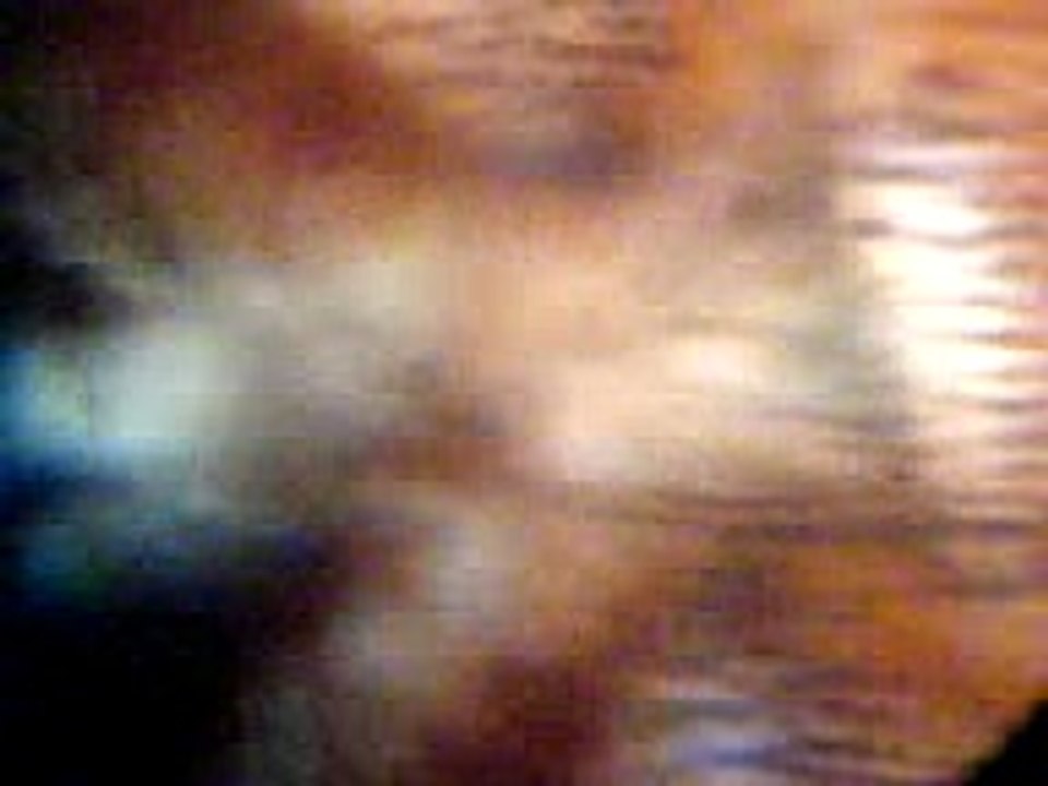 Tarantula underside