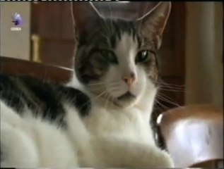 Caza: El lado salvaje de los gatos