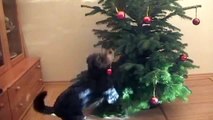Liska's and Kyra's doggy christmas surprise -  Eine tierische Weihnachtsüberraschung