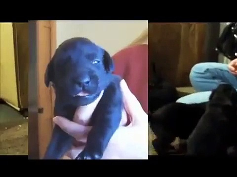 Training your dog to come to whistle