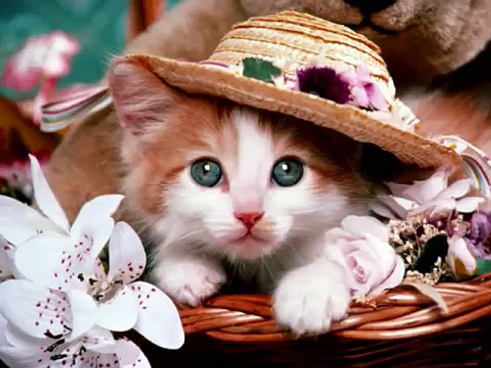 【アニマル】癒し～かわいい動物画像集【動画】