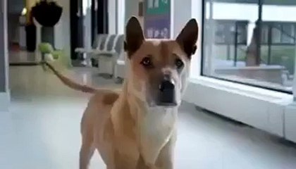 Life of a dog D?syndication=228326