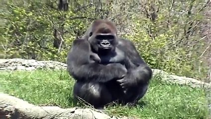 Gorillas - Detroit Zoo