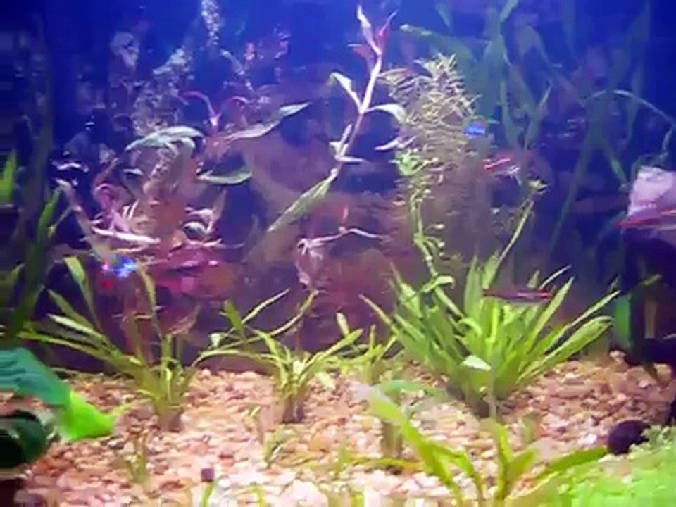 My 29 Gallon (116 liter) planted community tank setup. Enjoy my aquarium!