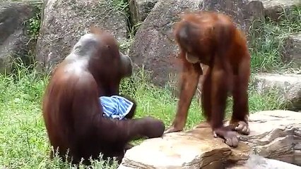 Amazing Orangutan Cools Its Self Like A Human