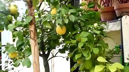 notre citronnier en fleurs + les fruits