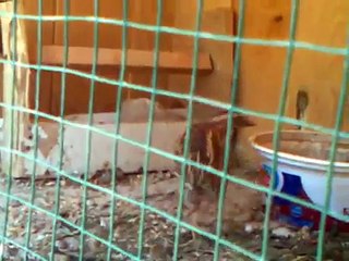 gerçek yabani bıldırcın sesi.