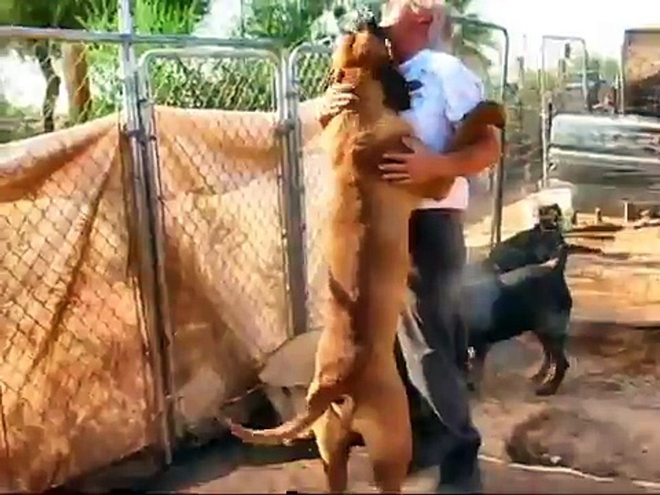 Tosa Inu Video Dailymotion