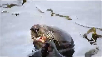 Sea Otter Eats a Crab