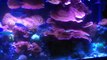 New 75 gallon peninsula coral reef fish tank stand build