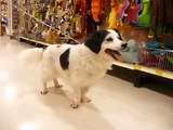 Samantha And Elisa Train Yogi The Shaded English Cream Long Haired